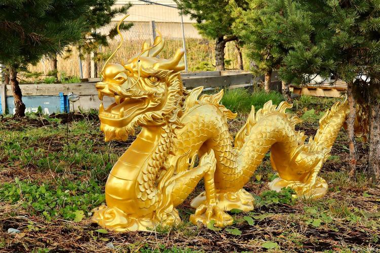 哪里可以找到金龍圖片素材？ 哪里可以找到金龍圖片素材？ 龍魚百科 第12張