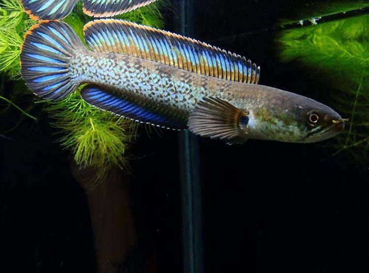 雷龍魚的顏色分類大全（雷龍魚的顏色分類）