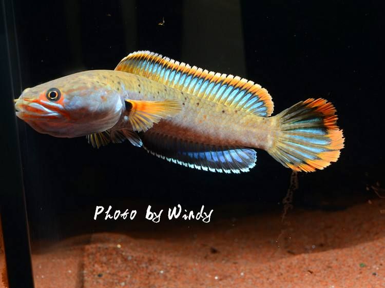 雷龍魚的顏色分類大全（雷龍魚的顏色分類）