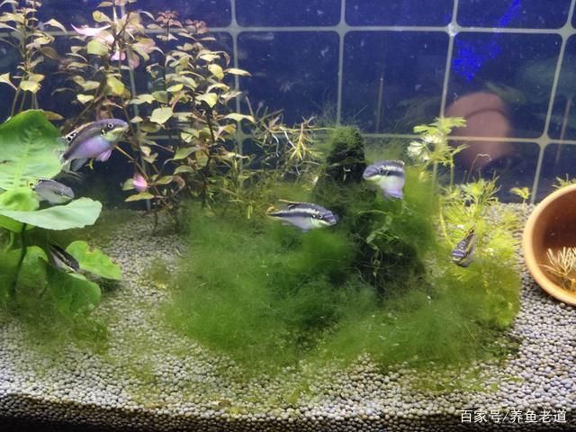 夢魚缸碎了