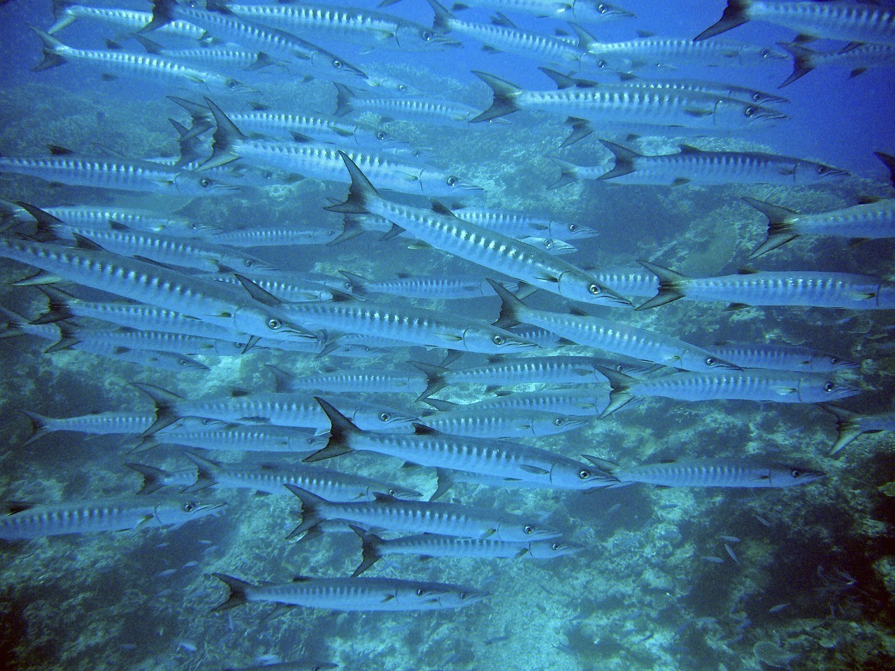 南通市崇川區(qū)洪梅觀賞魚經(jīng)營部（南通淡水魚批發(fā)）