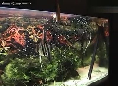 埃及神仙魚繁殖技巧：埃及神仙魚的繁殖技巧