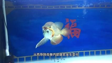 龍魚蒙眼一般多久自愈的(龍魚蒙眼治療期間的飲食建議) 龍魚百科 第3張 龍魚蒙眼一般多久自愈的(龍魚蒙眼治療期間的飲食建議) 龍魚蒙眼一般多久自愈的(龍魚蒙眼治療期間的飲食建議) 龍魚百科 第3張