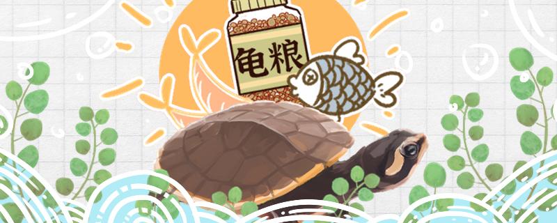 圓澳龜吃小魚嗎喂什么好 圓澳龜吃小魚嗎喂什么好 龍魚百科
