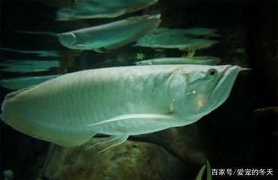 龍魚有幾種種類：常見的龍魚品種介紹