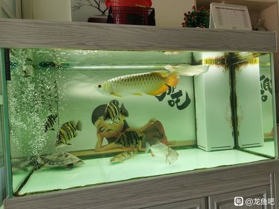 龍魚炸鱗大白片（龍魚炸鱗大白片是怎么回事） 龍魚炸鱗大白片（龍魚炸鱗大白片是怎么回事） 龍魚百科 第3張