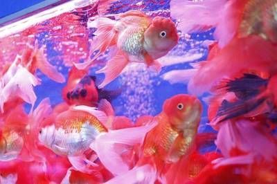 深圳紅龍魚批發(fā)市場(chǎng)營業(yè)時(shí)間是幾點(diǎn)(深圳紅龍魚批發(fā)市場(chǎng)的營業(yè)時(shí)間通常為早上9點(diǎn)至晚6點(diǎn)) 龍魚百科 第4張 深圳紅龍魚批發(fā)市場(chǎng)營業(yè)時(shí)間是幾點(diǎn)(深圳紅龍魚批發(fā)市場(chǎng)的營業(yè)時(shí)間通常為早上9點(diǎn)至晚6點(diǎn)) 深圳紅龍魚批發(fā)市場(chǎng)營業(yè)時(shí)間是幾點(diǎn)(深圳紅龍魚批發(fā)市場(chǎng)的營業(yè)時(shí)間通常為早上9點(diǎn)至晚6點(diǎn)) 龍魚百科 第4張