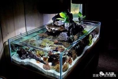 魚缸底濾的6大詳細(xì)解說：魚缸底濾的6大詳細(xì)解說：魚缸底濾的6大詳細(xì)解析 魚缸底濾的6大詳細(xì)解說：魚缸底濾的6大詳細(xì)解說：魚缸底濾的6大詳細(xì)解析 魚缸百科 第2張