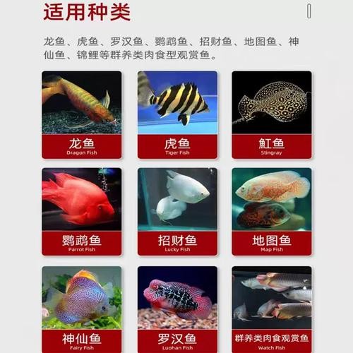 金龍魚飼料哪個品牌最好？