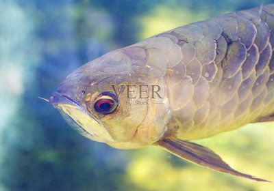 龍魚須子燒了還能長嗎：龍魚須子燒了還能長嗎如何預防龍魚須子燒傷影響壽命嗎 龍魚須子燒了還能長嗎：龍魚須子燒了還能長嗎如何預防龍魚須子燒傷影響壽命嗎 龍魚百科 第3張