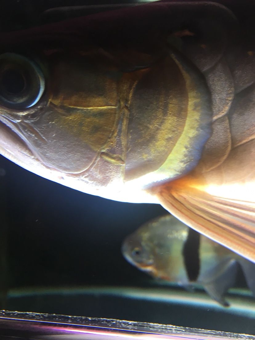 紅老虎魚養幾個合適的魚缸（紅老虎魚的飼養技巧）