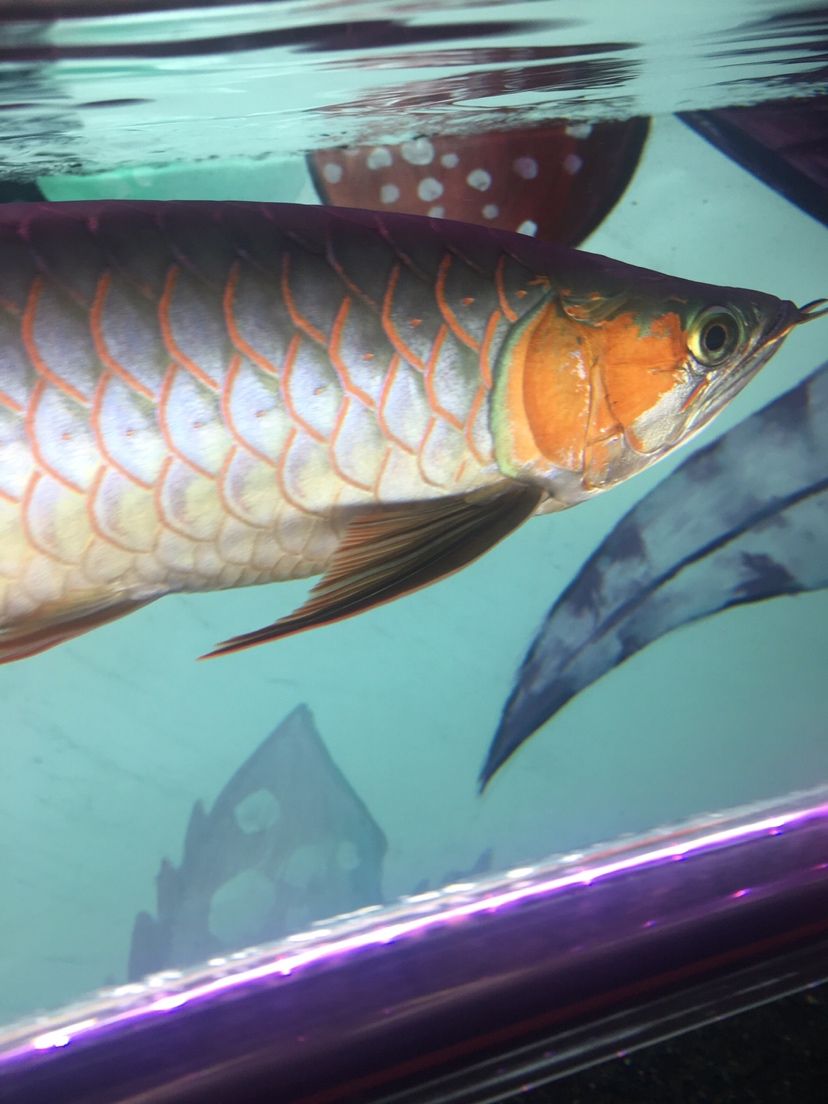 紅老虎魚養幾個合適的魚缸（紅老虎魚的飼養技巧）