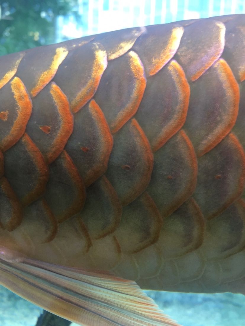紅老虎魚養幾個合適的魚缸（紅老虎魚的飼養技巧）