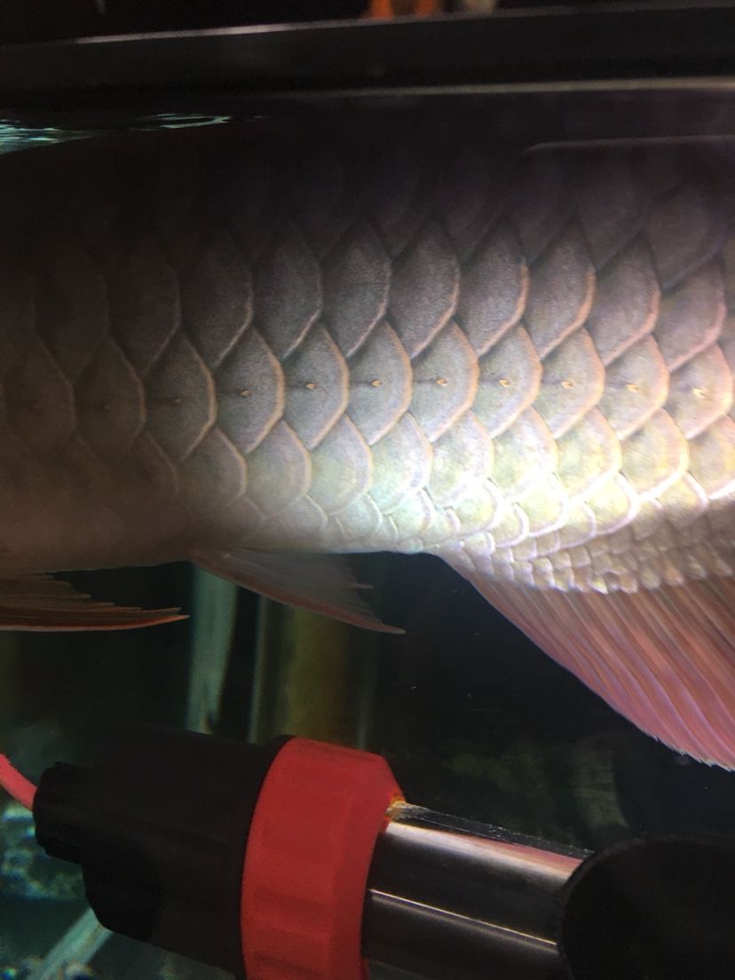 紅老虎魚養幾個合適的魚缸（紅老虎魚的飼養技巧）