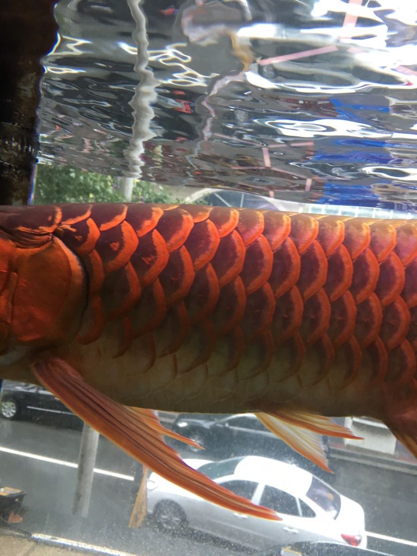 紅老虎魚養幾個合適的魚缸（紅老虎魚的飼養技巧）