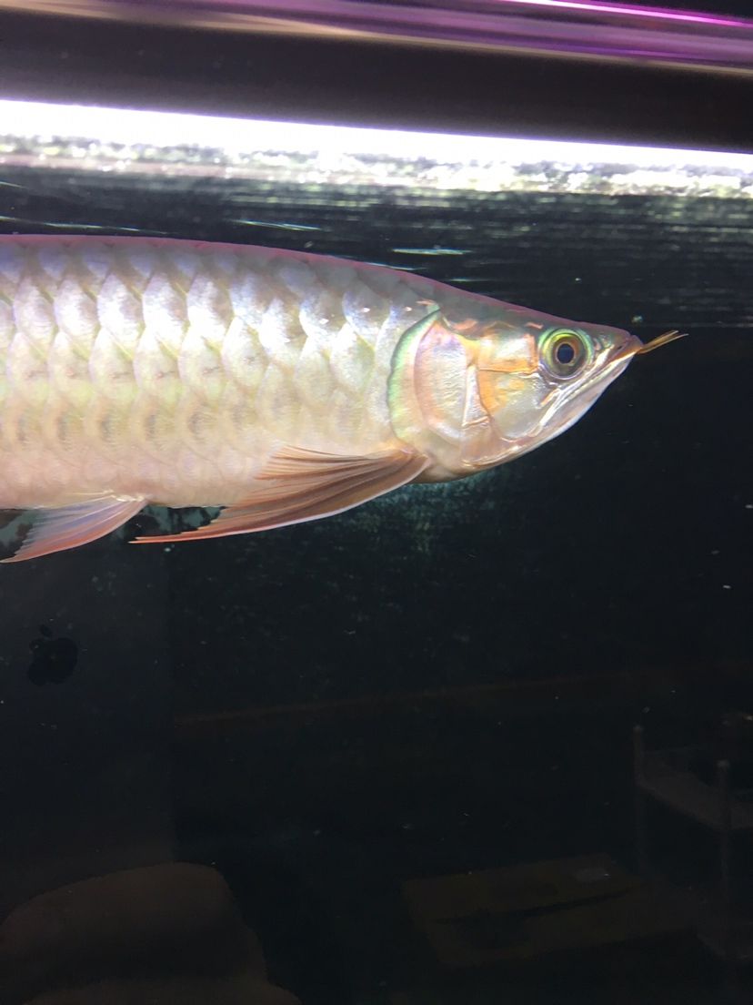 紅老虎魚養幾個合適的魚缸（紅老虎魚的飼養技巧）