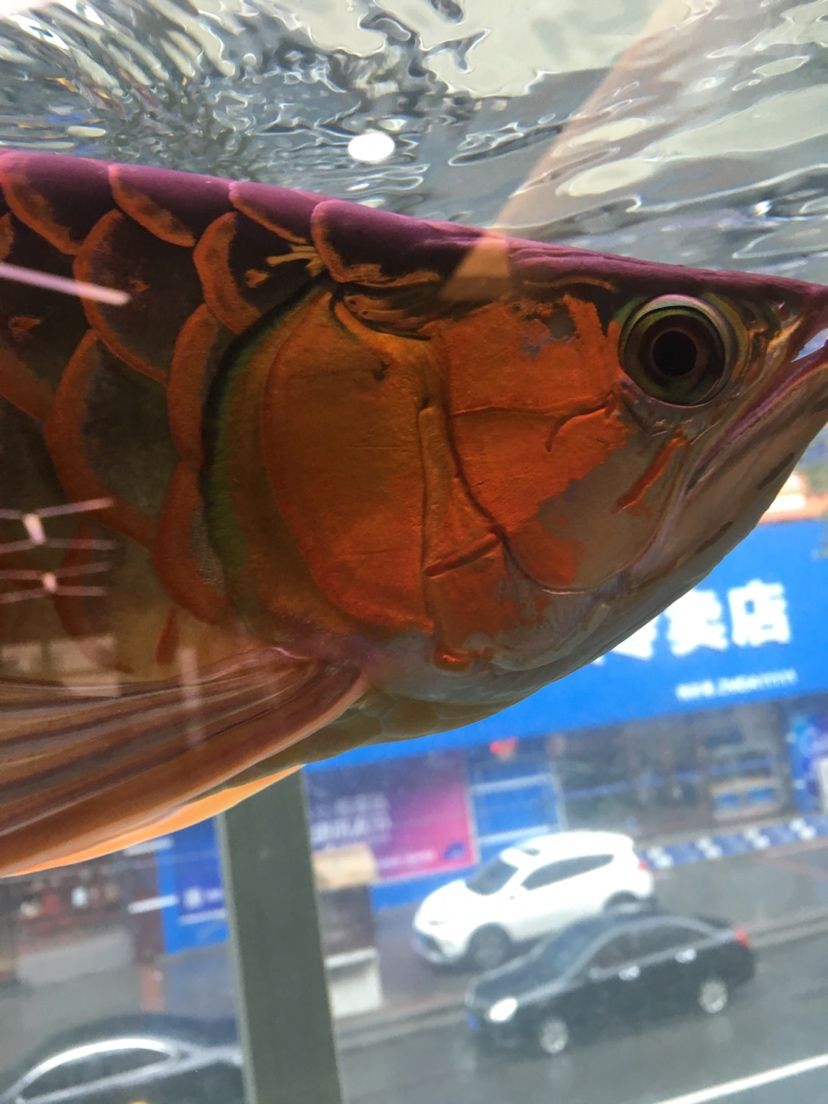 紅老虎魚養幾個合適的魚缸（紅老虎魚的飼養技巧）