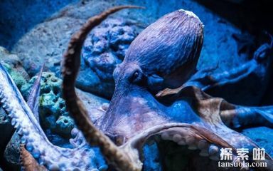 海水魚缸使用壽命通常在5到7年左右：如何延長海水魚缸的使用壽命 海水魚缸使用壽命通常在5到7年左右：如何延長海水魚缸的使用壽命 魚缸百科 第4張