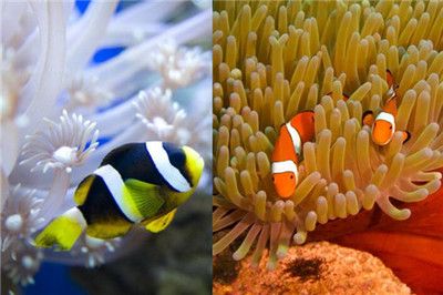 海水魚缸使用壽命通常在5到7年左右：如何延長海水魚缸的使用壽命 海水魚缸使用壽命通常在5到7年左右：如何延長海水魚缸的使用壽命 魚缸百科 第3張