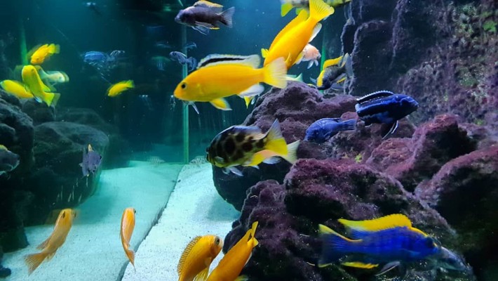 邵陽市大祥區新城水族批發經營部（邵陽市大祥區新城水族批發經營部電話）