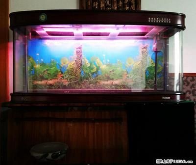 如何挑選合適的魚缸尺寸：養魚新手入門指南 如何挑選合適的魚缸尺寸：養魚新手入門指南 魚缸百科 第1張