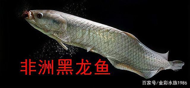 浙江龍魚市場價(jià)格行情走勢