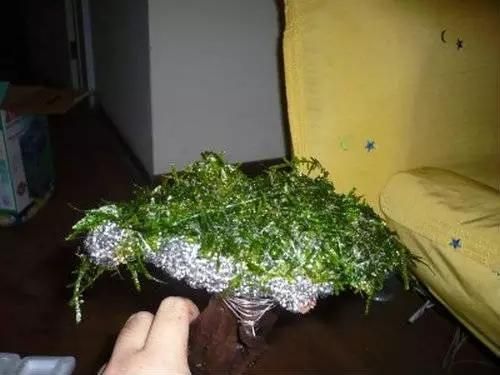 魚缸莫斯樹造景圖片：關于魚缸莫斯樹造景圖片詳情 魚缸莫斯樹造景圖片：關于魚缸莫斯樹造景圖片詳情 魚缸百科 第4張