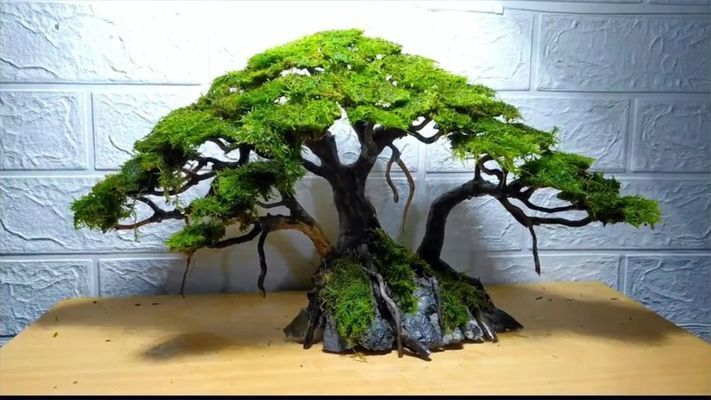 魚缸莫斯樹造景圖片：關于魚缸莫斯樹造景圖片詳情 魚缸莫斯樹造景圖片：關于魚缸莫斯樹造景圖片詳情 魚缸百科 第1張