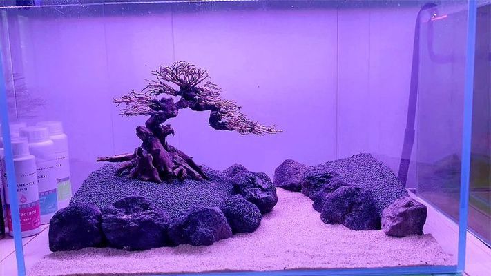 魚缸莫斯樹造景圖片：關于魚缸莫斯樹造景圖片詳情 魚缸莫斯樹造景圖片：關于魚缸莫斯樹造景圖片詳情 魚缸百科 第2張