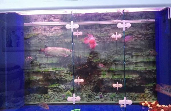 購買成品魚缸需要注意哪些方面：購買成品魚缸時(shí)需要注意以下幾個(gè)方面以下幾個(gè)方面