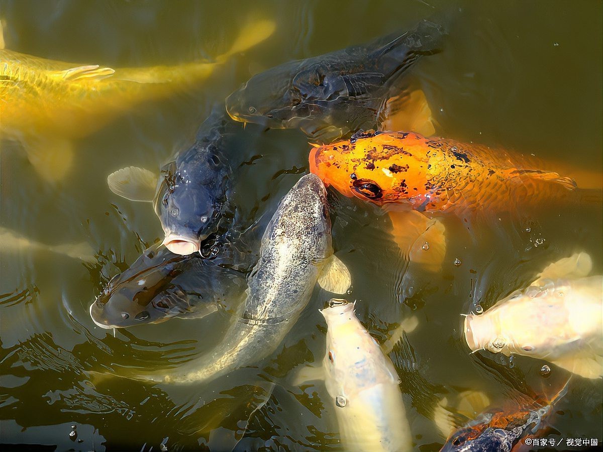 金龍魚總張嘴什么原因引起的