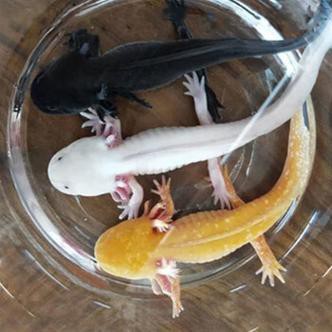 小型恐龍魚品種圖片