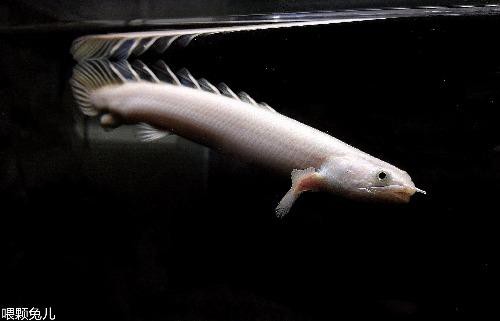 小型恐龍魚品種圖片
