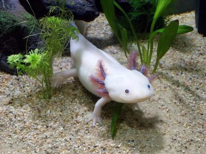 小型恐龍魚品種圖片