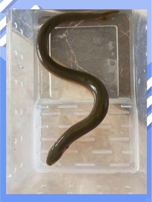 小型恐龍魚品種圖片