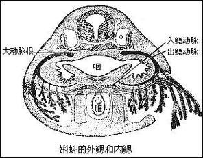 小型恐龍魚品種圖片