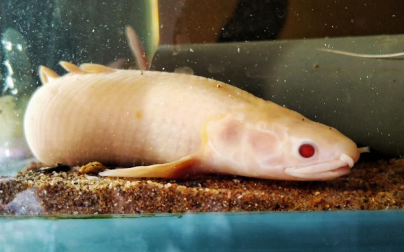 小型恐龍魚品種圖片