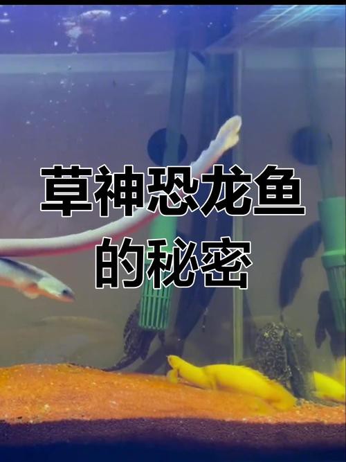 小型恐龍魚品種圖片