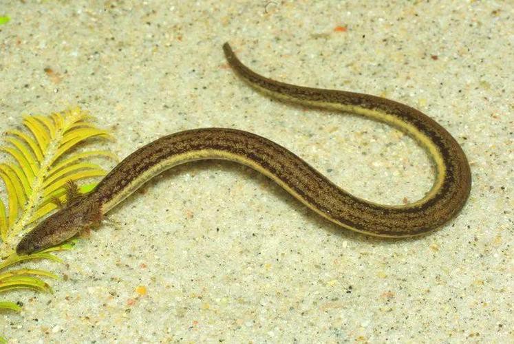 小型恐龍魚品種圖片