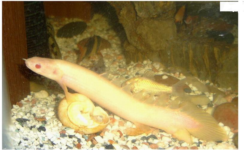 小型恐龍魚品種圖片