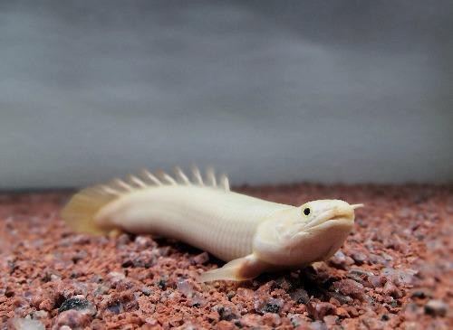 小型恐龍魚品種圖片