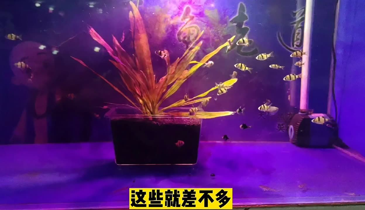 魚缸水渾濁怎么變清高錳酸鉀（魚缸水渾濁怎么變清）