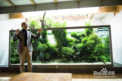 魚缸水質(zhì)管理技巧分享：實(shí)用的魚缸水質(zhì)管理技巧，更換水質(zhì)、過濾系統(tǒng)維護(hù)、水溫和ph值