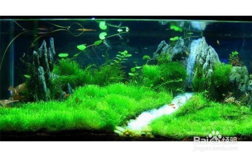 魚缸水質(zhì)管理技巧分享：實用的魚缸水質(zhì)管理技巧，更換水質(zhì)、過濾系統(tǒng)維護(hù)、水溫和ph值