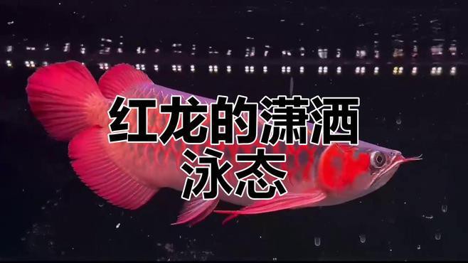 金龍魚紅龍區別大嗎 金龍魚紅龍區別大嗎 龍魚百科 第9張