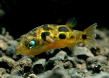 龍魚(yú)養(yǎng)水需要多長(zhǎng)時(shí)間：龍魚(yú)養(yǎng)水成功后的飼養(yǎng)技巧，龍魚(yú)養(yǎng)水需要一定的時(shí)間