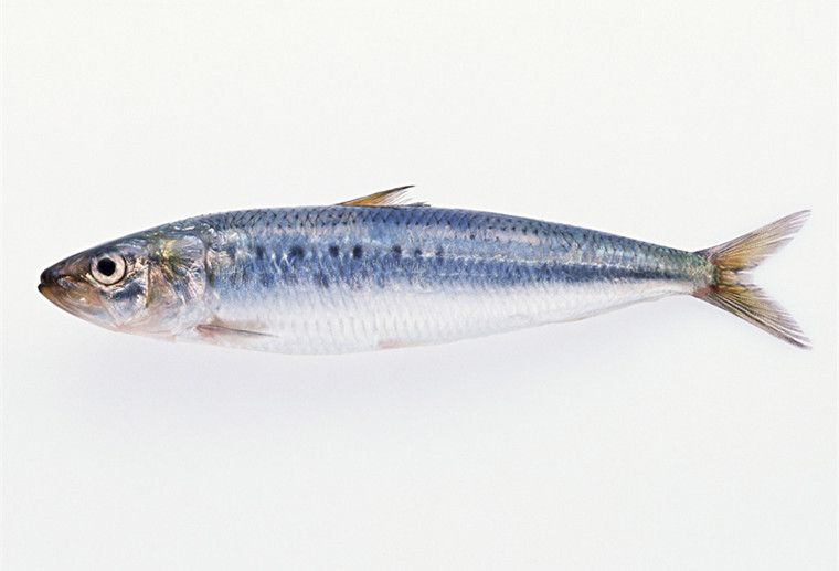 龍魚嘴白（龍魚嘴白可能由多種因素引起，）