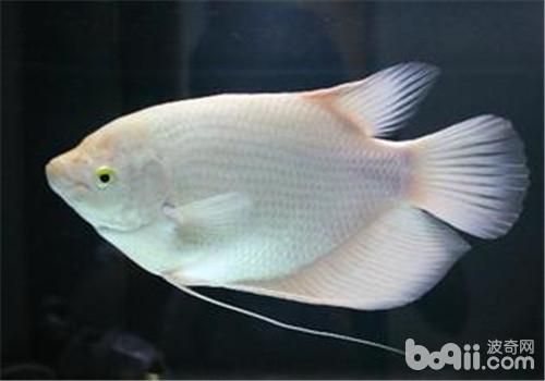 龍魚嘴白（龍魚嘴白可能由多種因素引起，）