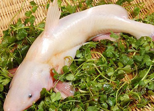 龍魚嘴白（龍魚嘴白可能由多種因素引起，）