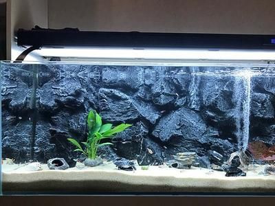 燕魚魚缸背景用什么顏色最好？：燕魚魚缸背景顏色搭配技巧